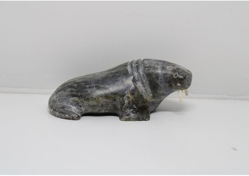 24280 Walrus by Pauta Saila