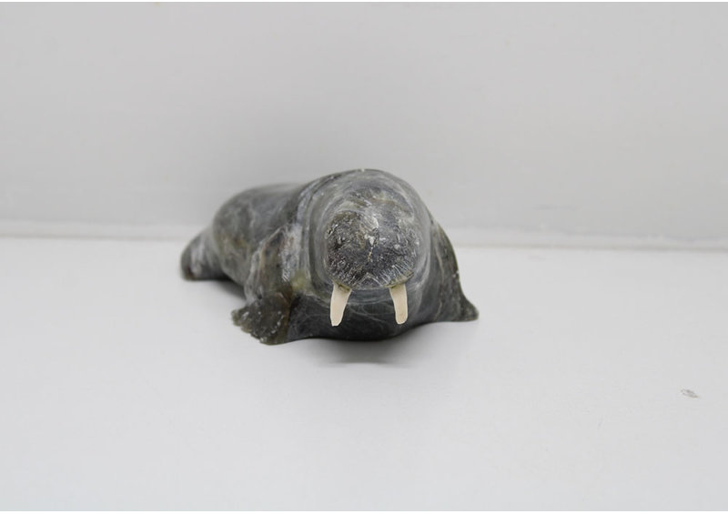 24280 Walrus by Pauta Saila