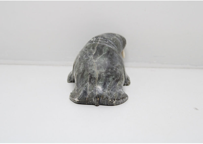 24280 Walrus by Pauta Saila