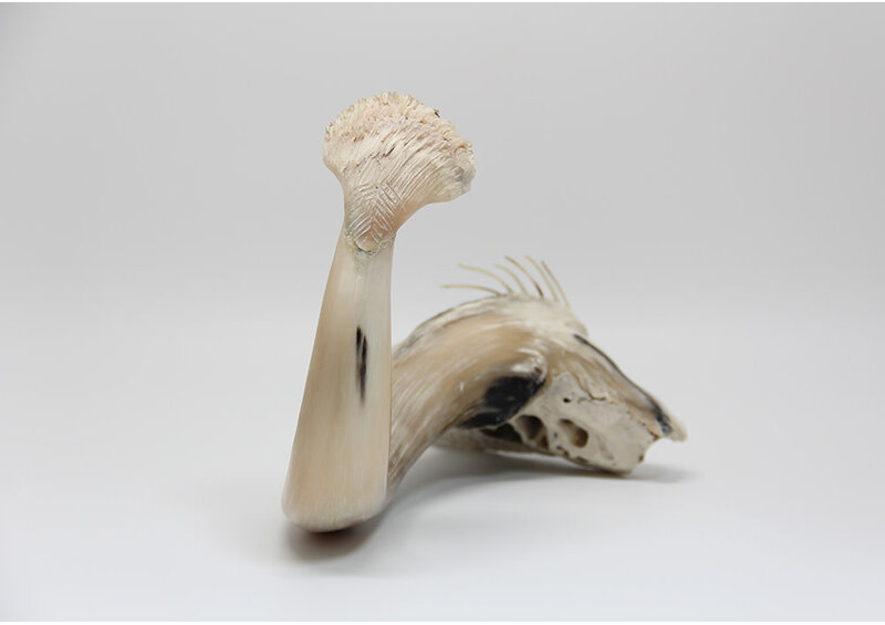 24433 Musk ox horn sea creature by Ben Kovik