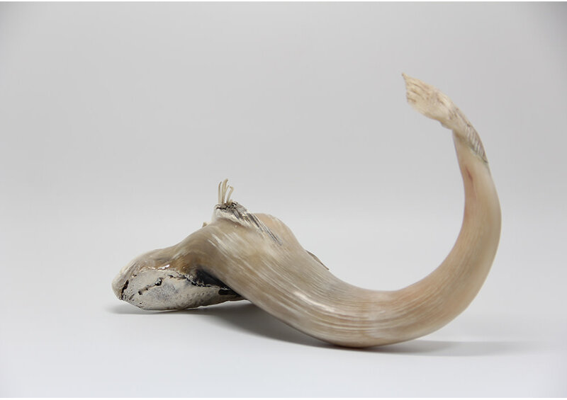 24433 Musk ox horn sea creature by Ben Kovik