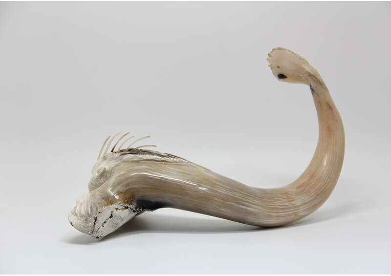 24433 Musk ox horn sea creature by Ben Kovik