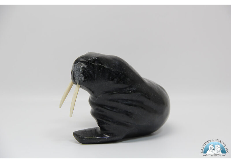 24816 Walrus by Anilnilk Peelaktoak