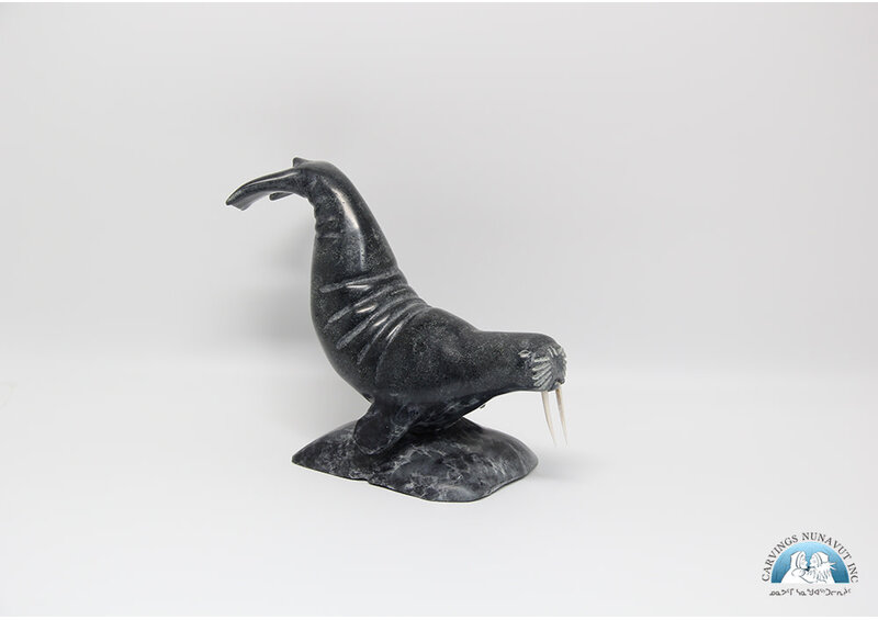 9492 Walrus by Danny Aula