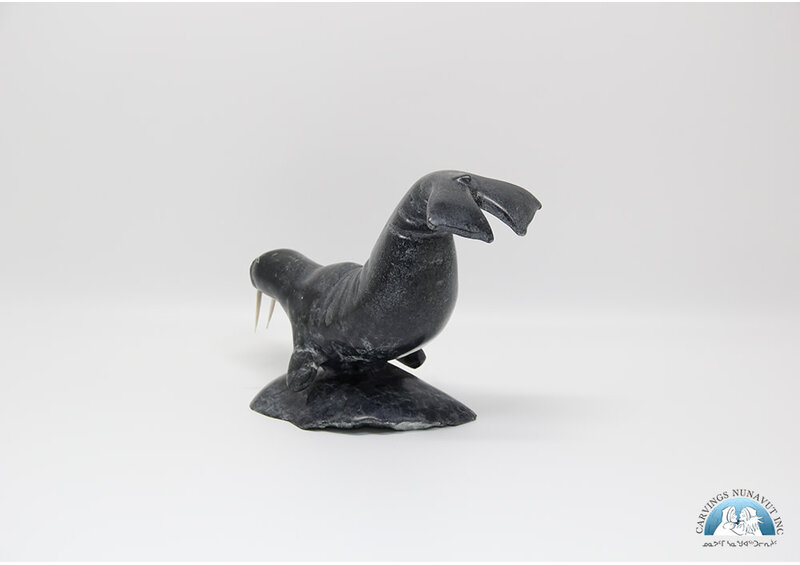 9492 Walrus by Danny Aula