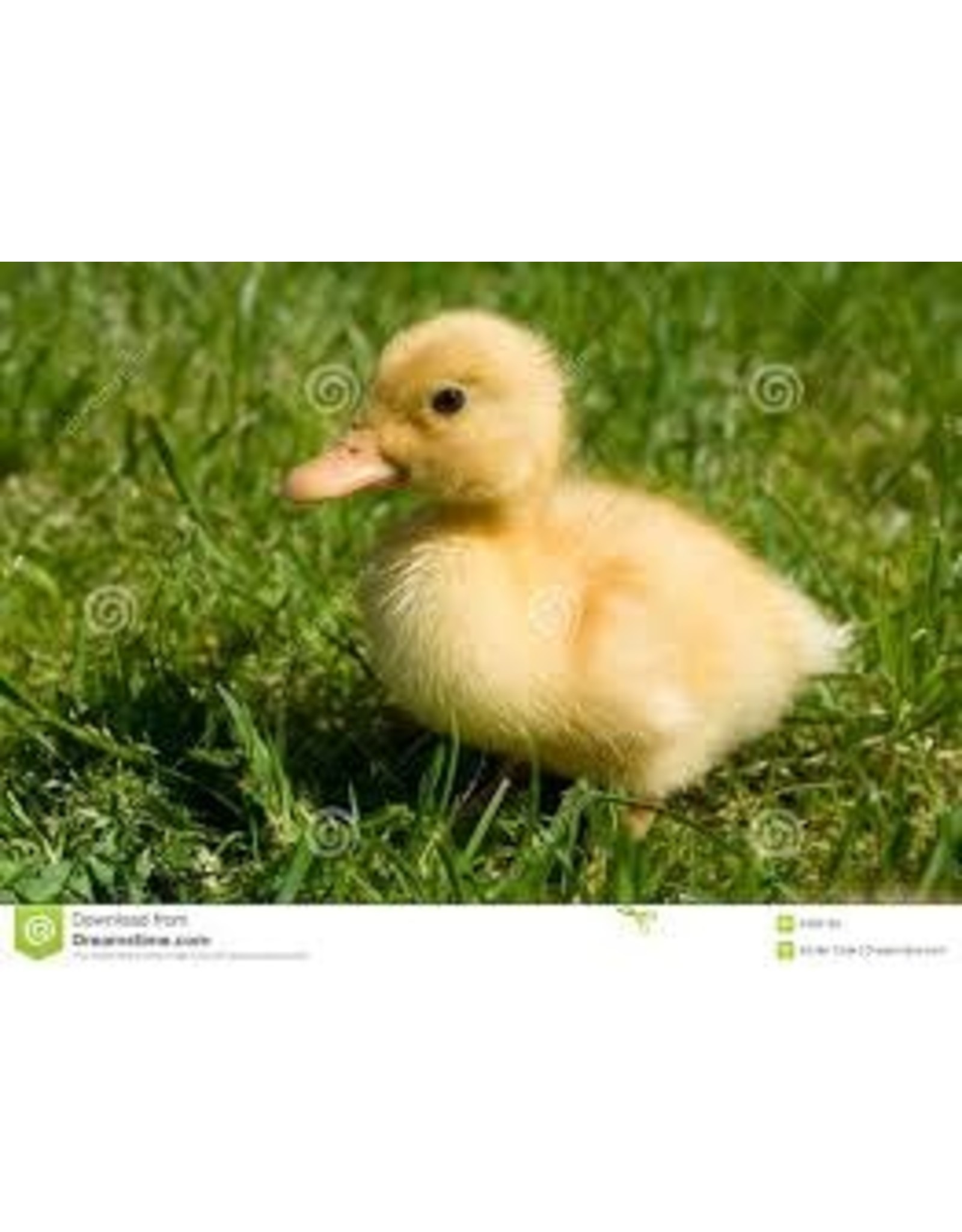 Canard 1 Jour Mulard Et Barbarie Selon La Disponibilite Boutique Moulee Sante