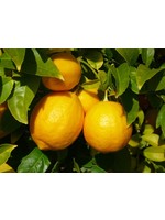 Zayat Huile essentielle citron jaune, biologique Mexique (11ml)