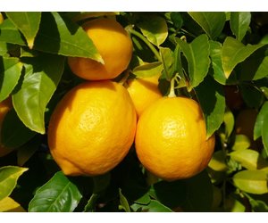 Huile essentielle de citron jaune (Citrus sinensis)