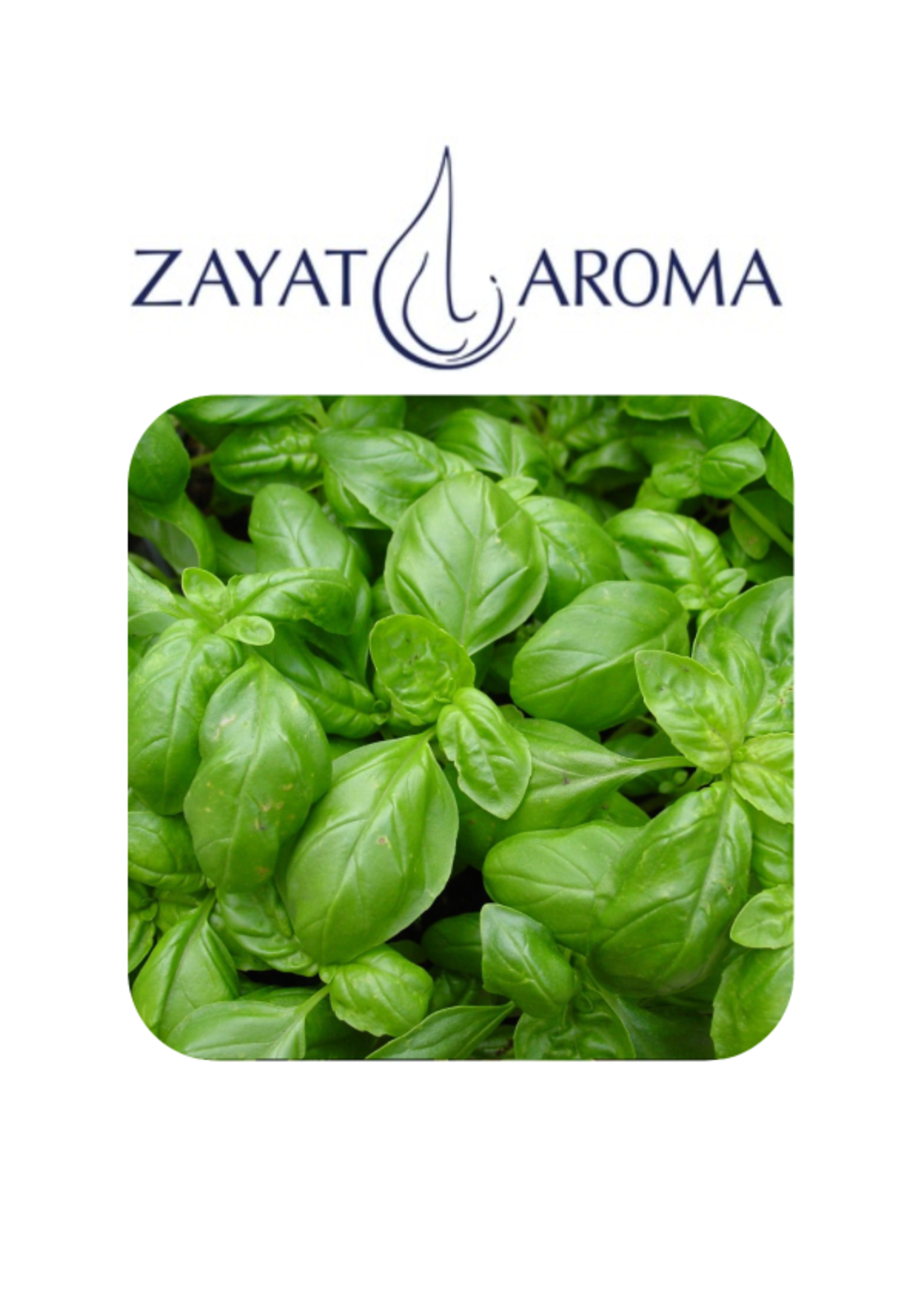 Zayat Zayat Aroma huile essentielle Basilic grand vert, biologique Népal