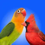 Oiseaux