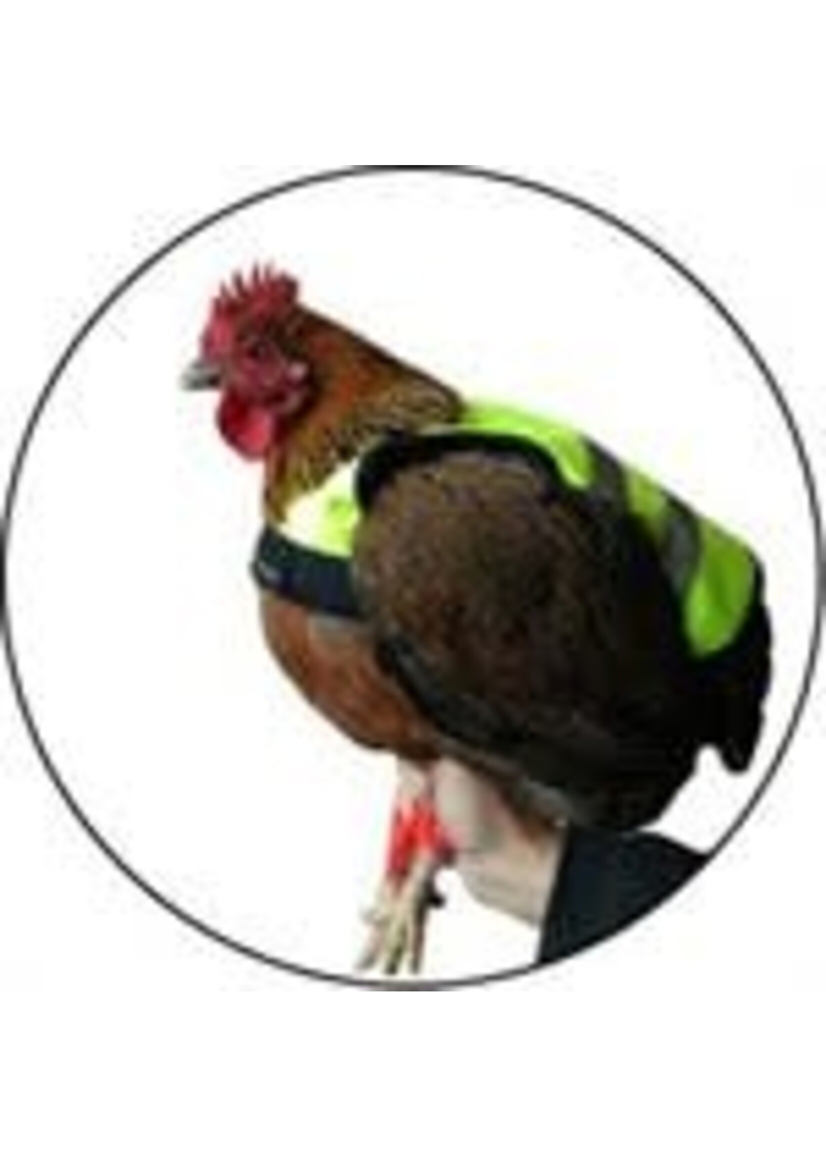 Veste de protection pour poules