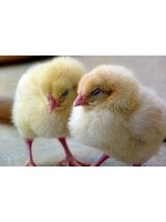Couvoir Ramsay Coq a chair, 1 jour, vendredi 15 aout , commander avant le 21 juillet 2025