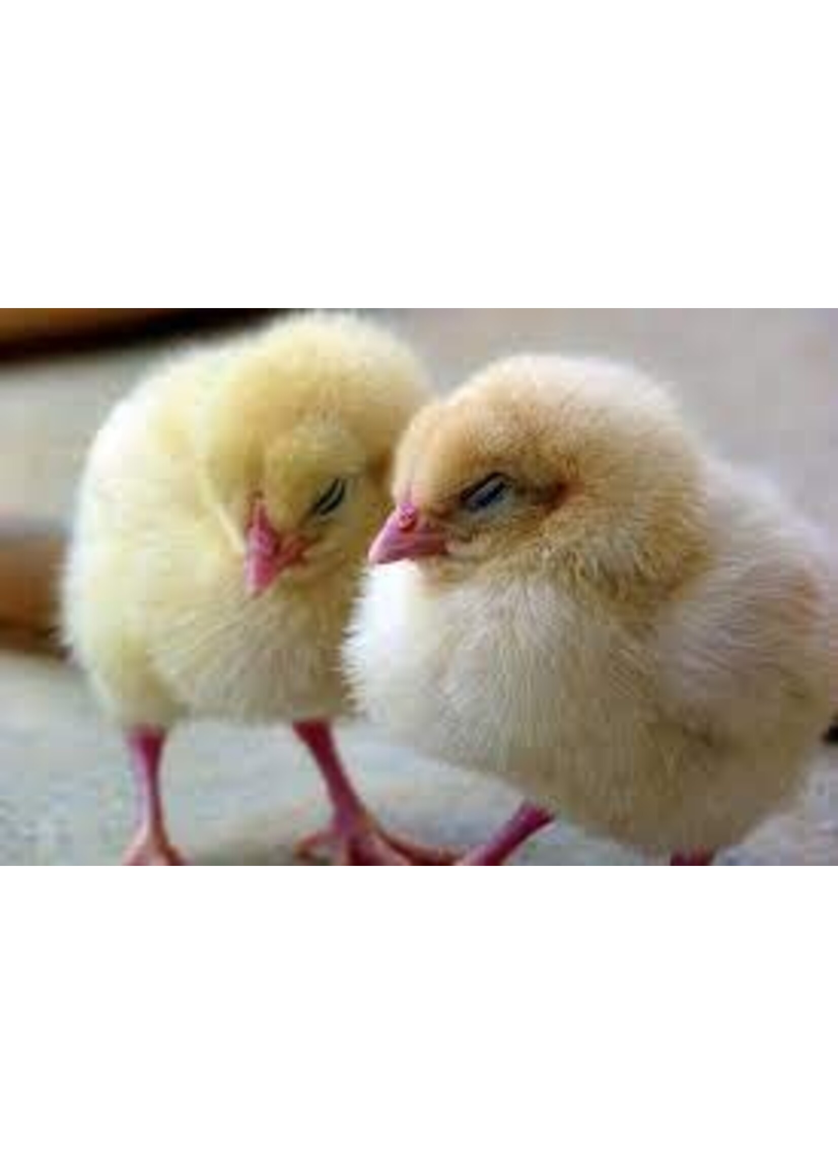 Couvoir Ramsay Coq a chair, 1 jour, vendredi 15 aout , commander avant le 21 juillet 2025