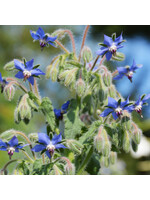 Les jardins de l'écoumène Bourrache officinale – Bio, (60 semences)