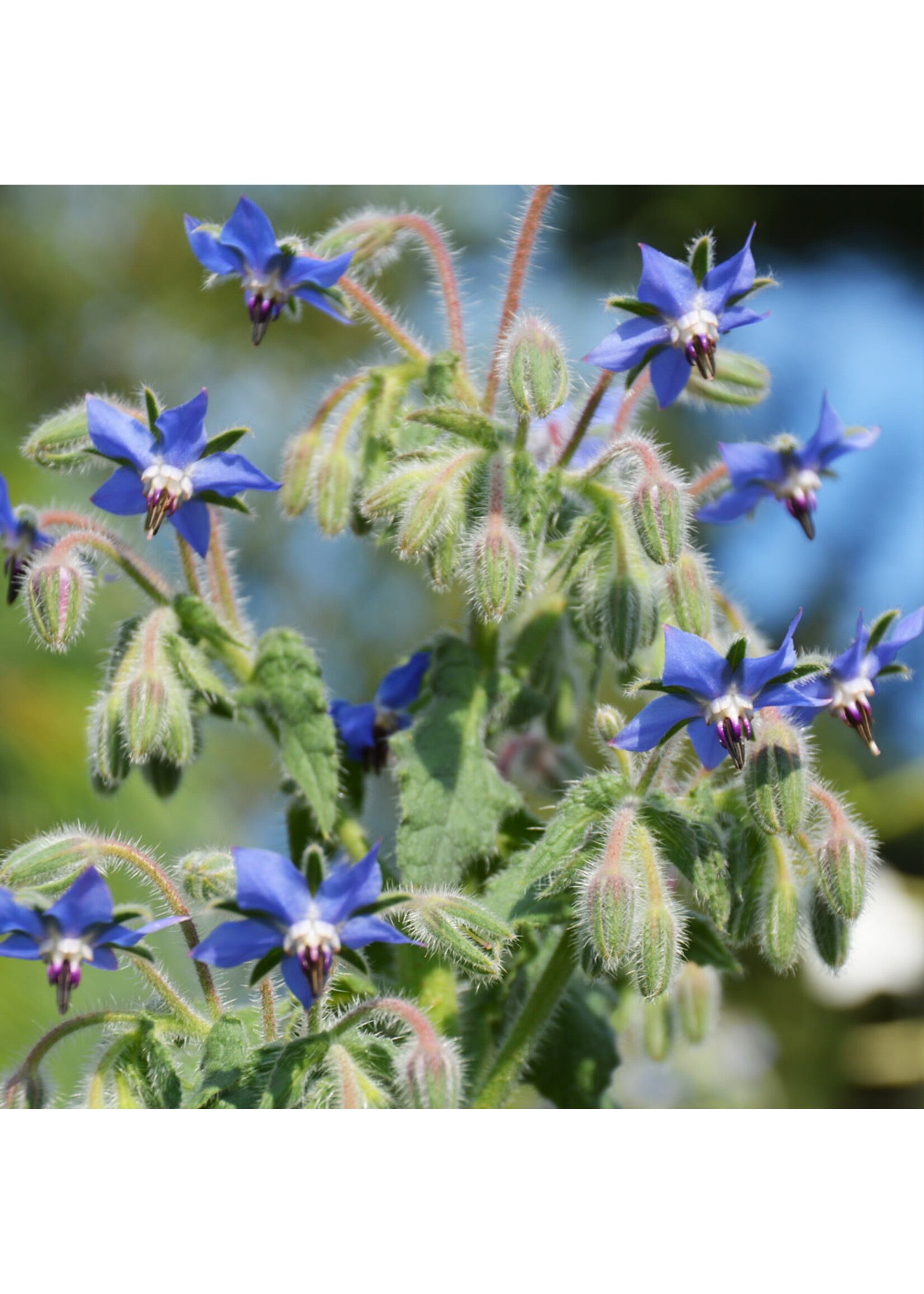 Les jardins de l'écoumène Bourrache officinale – Bio, (60 semences)
