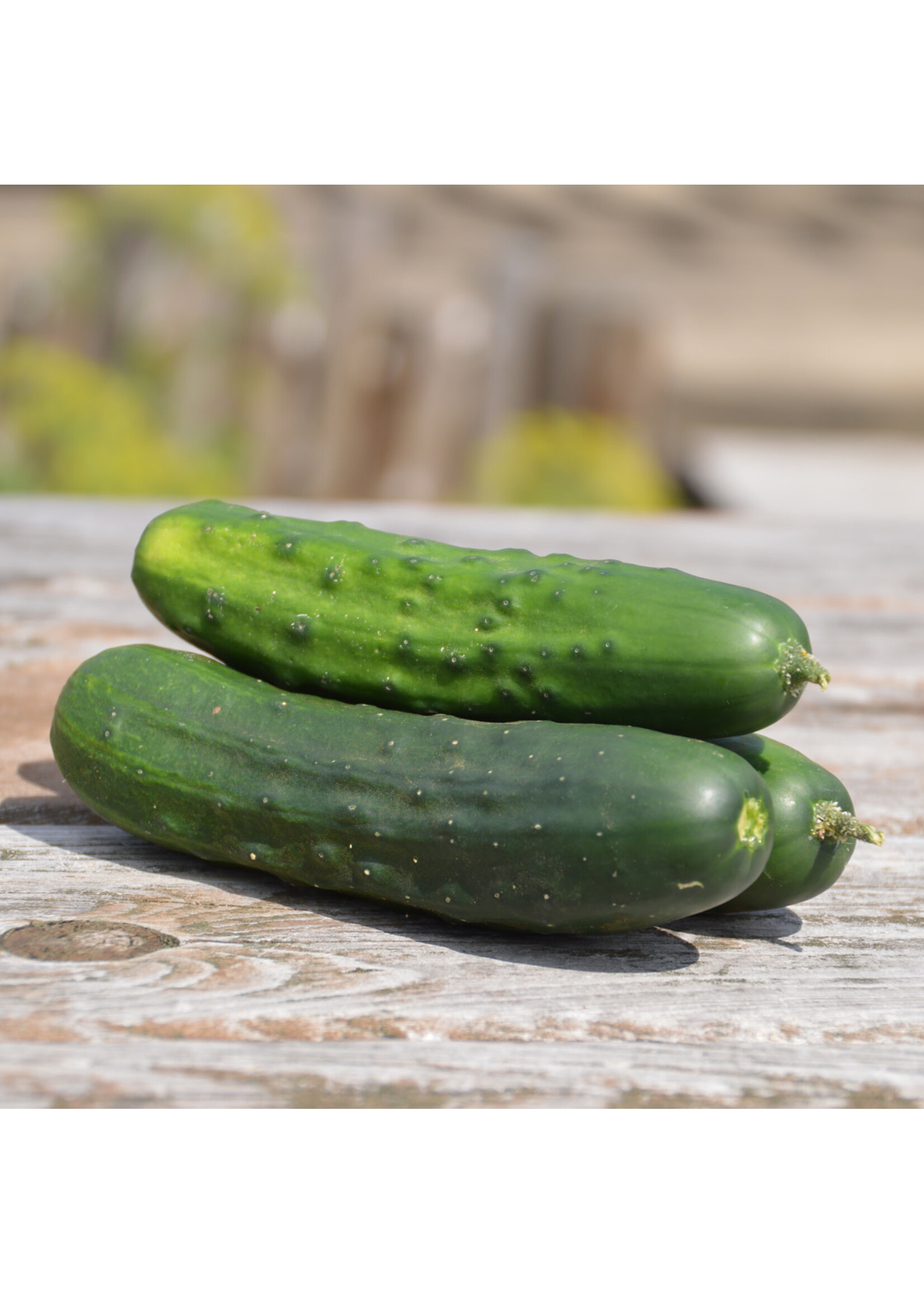 Les jardins de l'écoumène Concombre à cornichon Early Russian – Bio (35 semences)