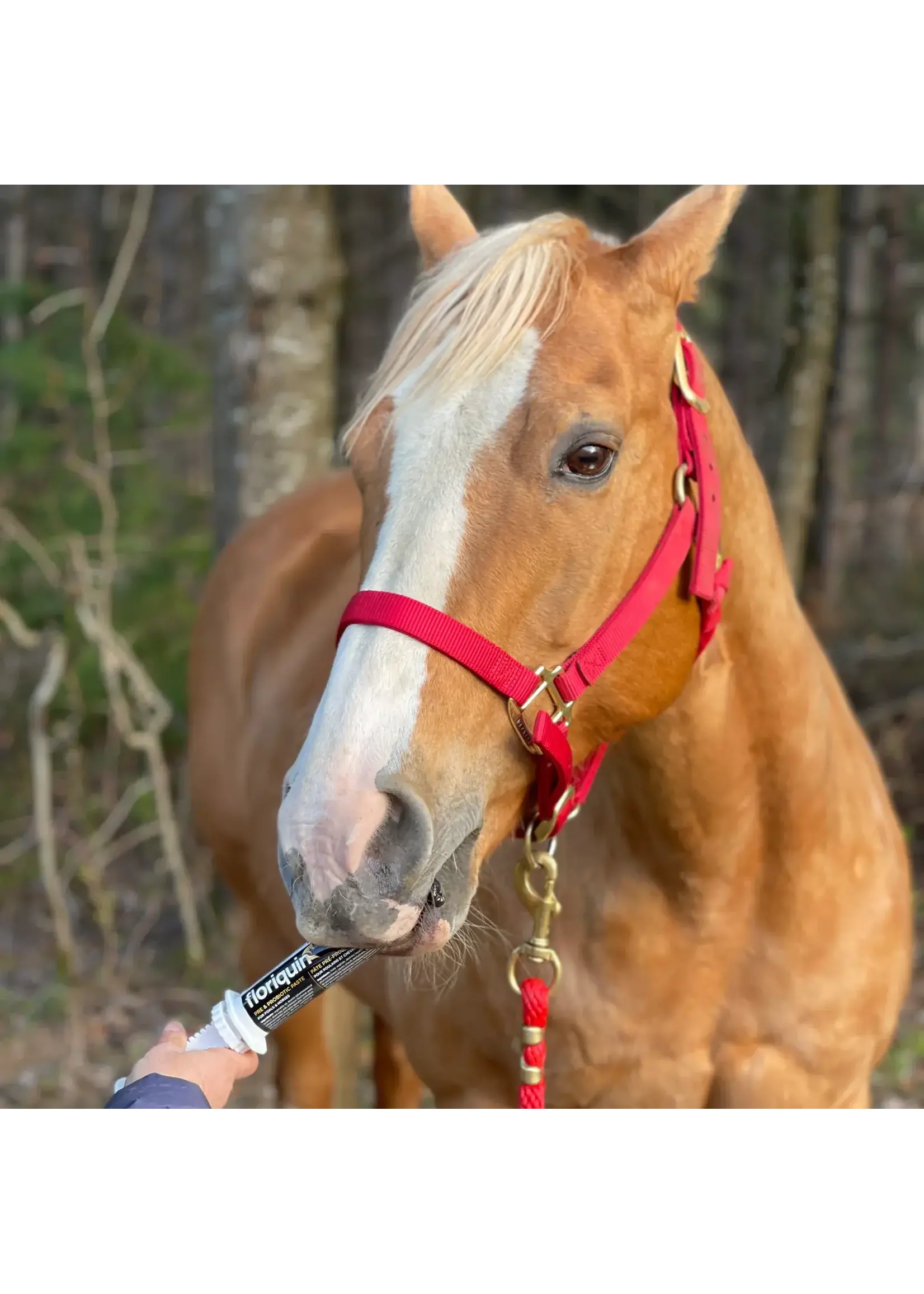 Baci+ Baci+ Floriquin pour chevaux
