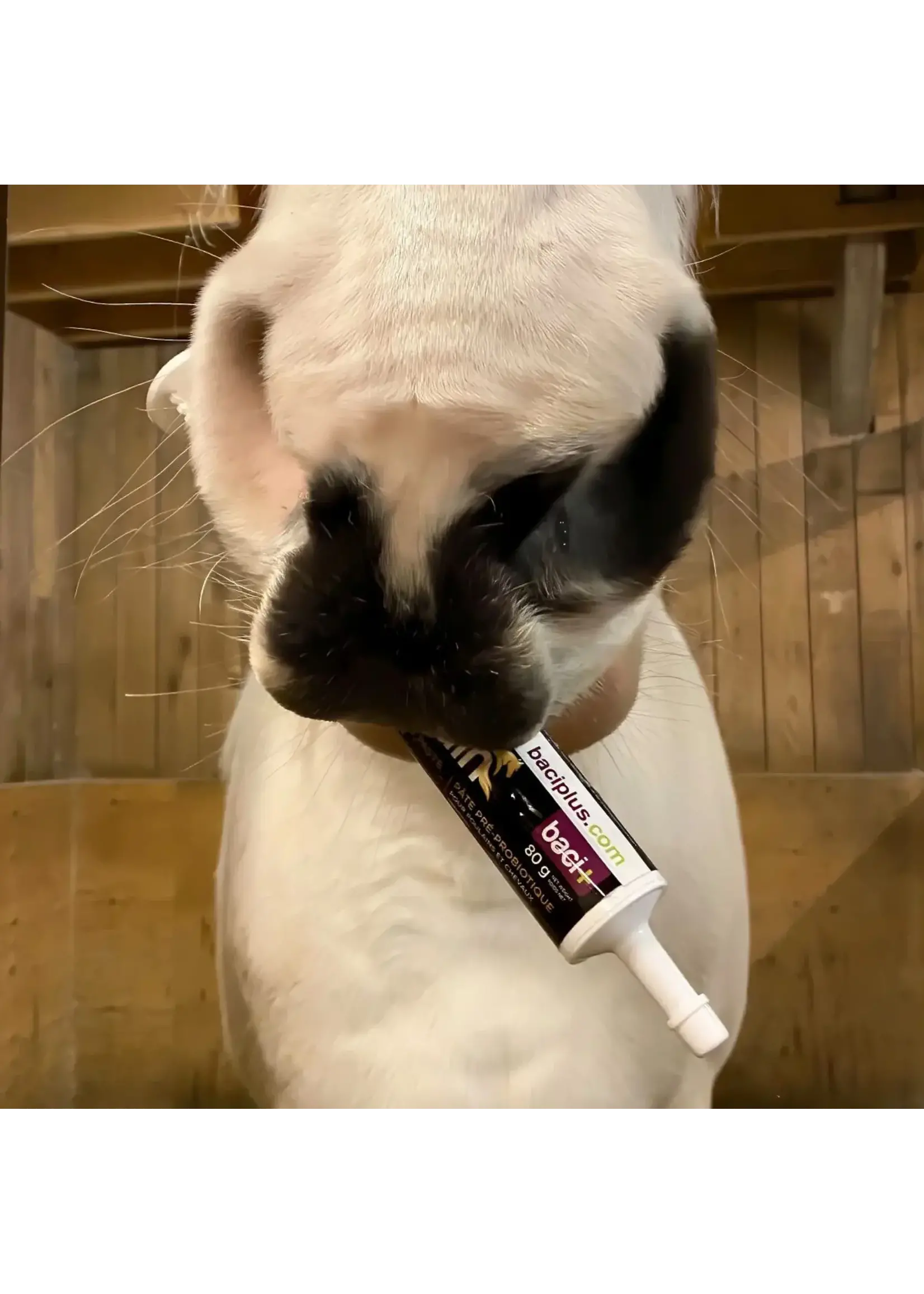 Baci+ Baci+ Floriquin pour chevaux
