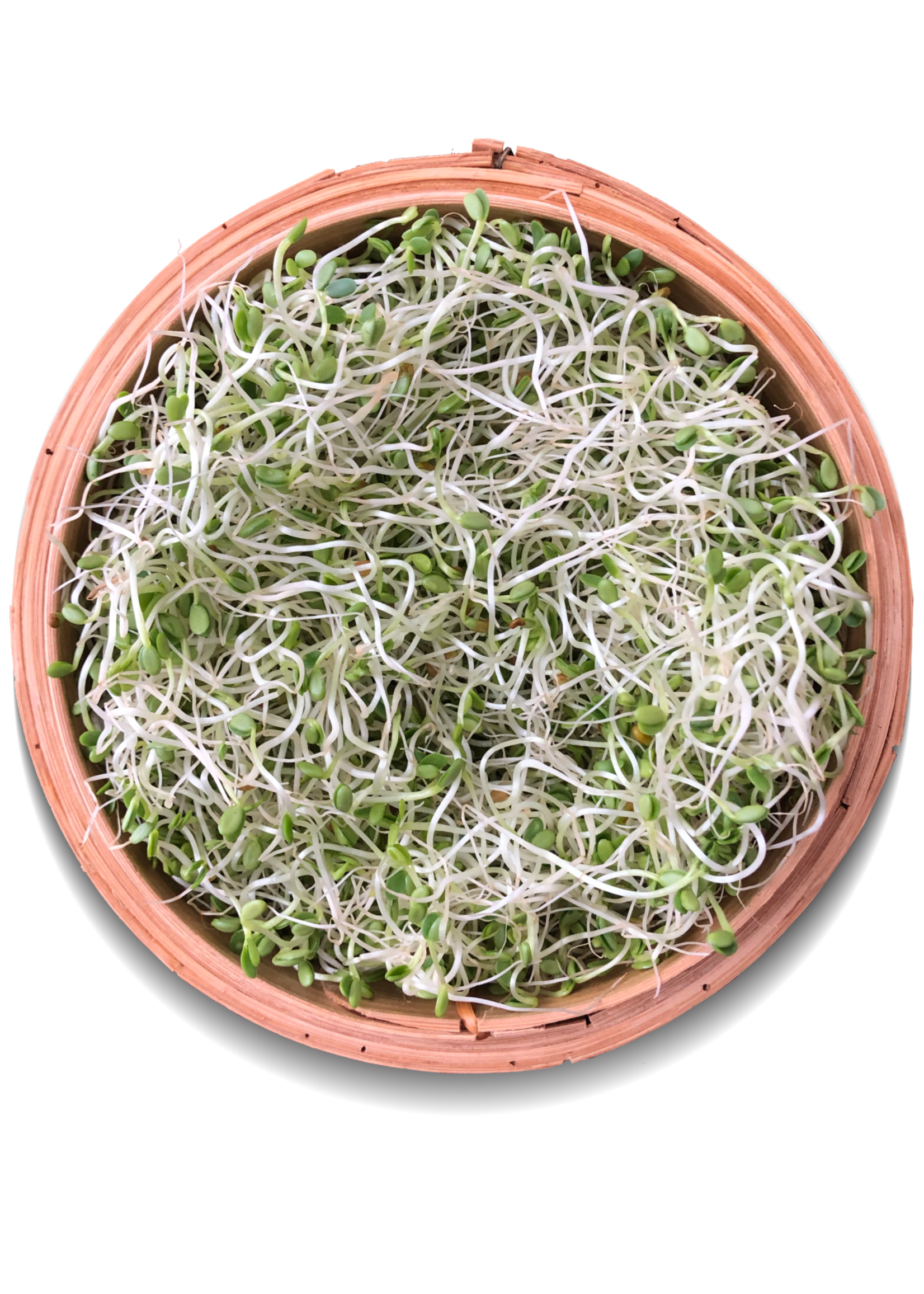Les jardins de l'écoumène Luzerne (large) à germer - Bio (100g)