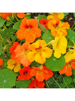 Les jardins de l'écoumène Capucine Jewel - Bio (20semences)