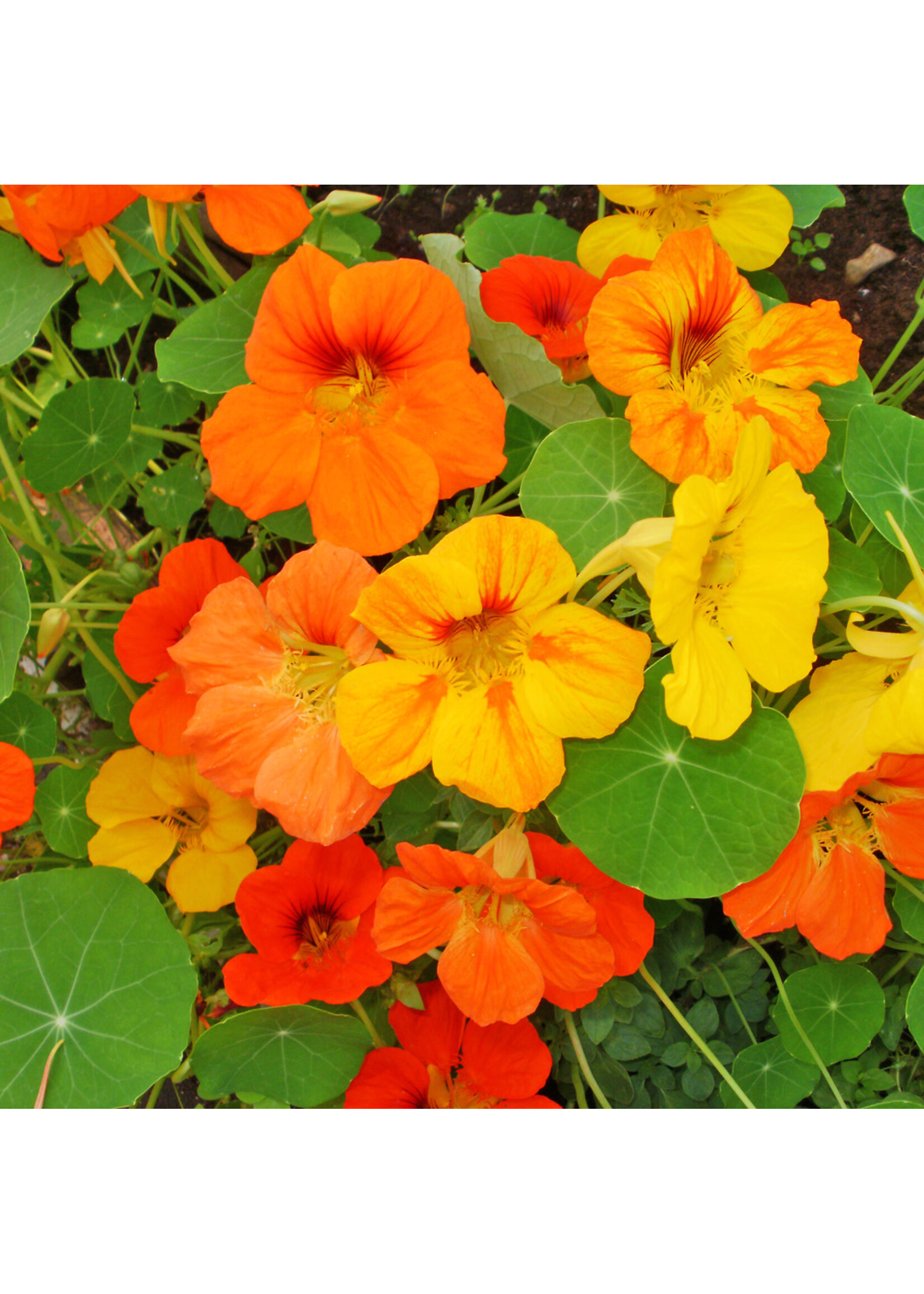 Les jardins de l'écoumène Capucine Jewel - Bio (20semences)