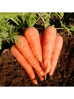 Les jardins de l'écoumène Carotte Danvers 126 – Bio (800 semences)