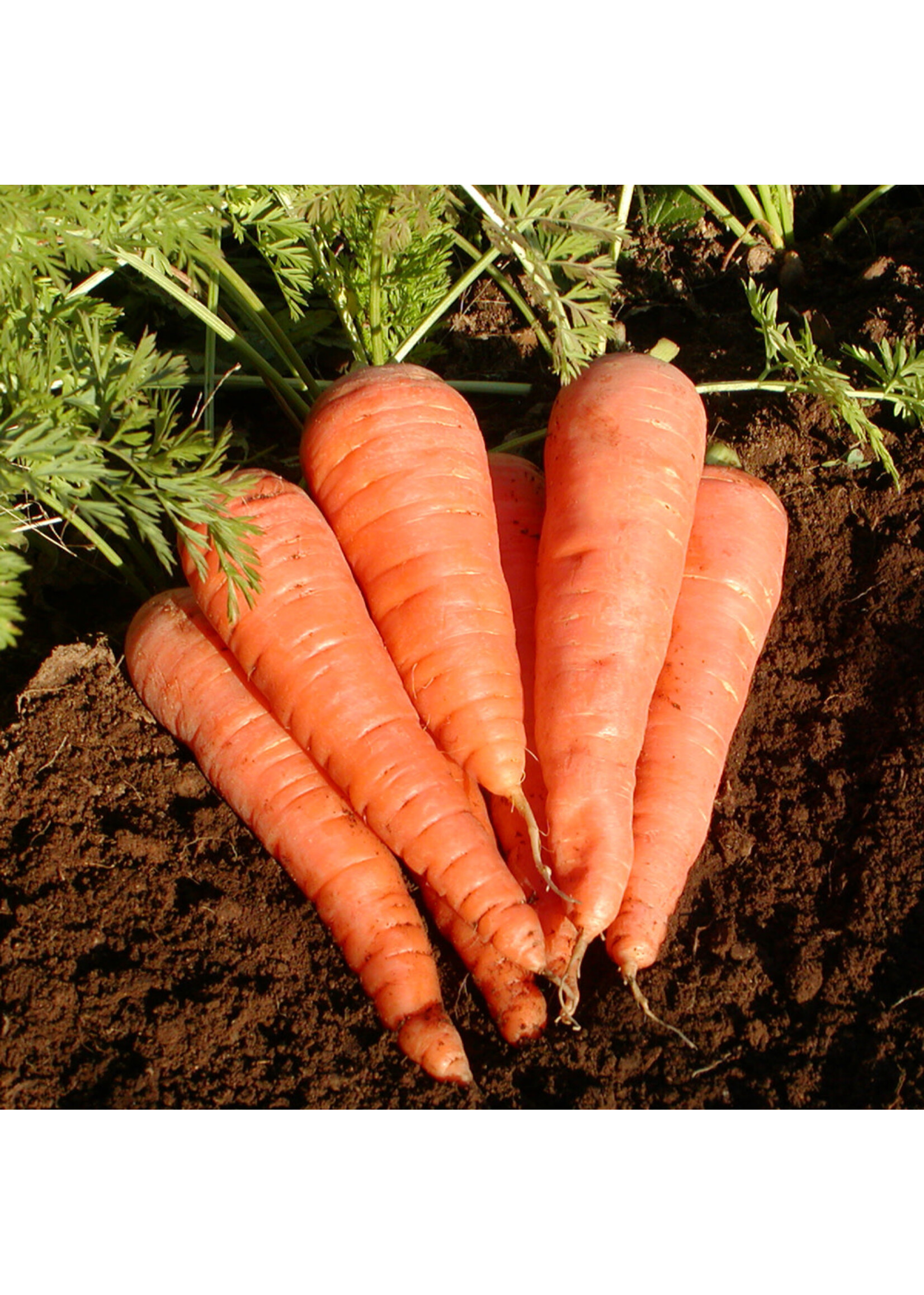 Les jardins de l'écoumène Carotte Danvers 126 – Bio (800 semences)