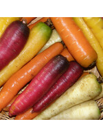 Les jardins de l'écoumène Carotte en mélange – Bio (500 semences)