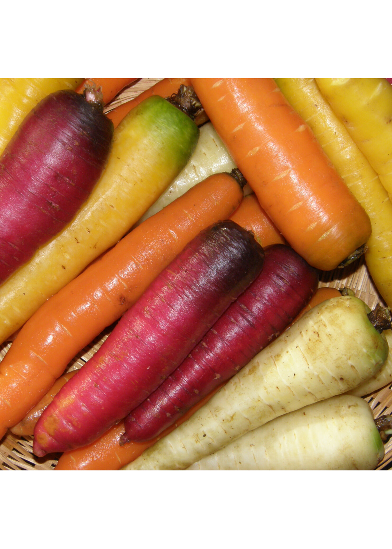 Les jardins de l'écoumène Carotte en mélange – Bio (500 semences)