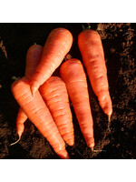 Les jardins de l'écoumène Carotte Red Cored Chantenay – Bio (800 semences)
