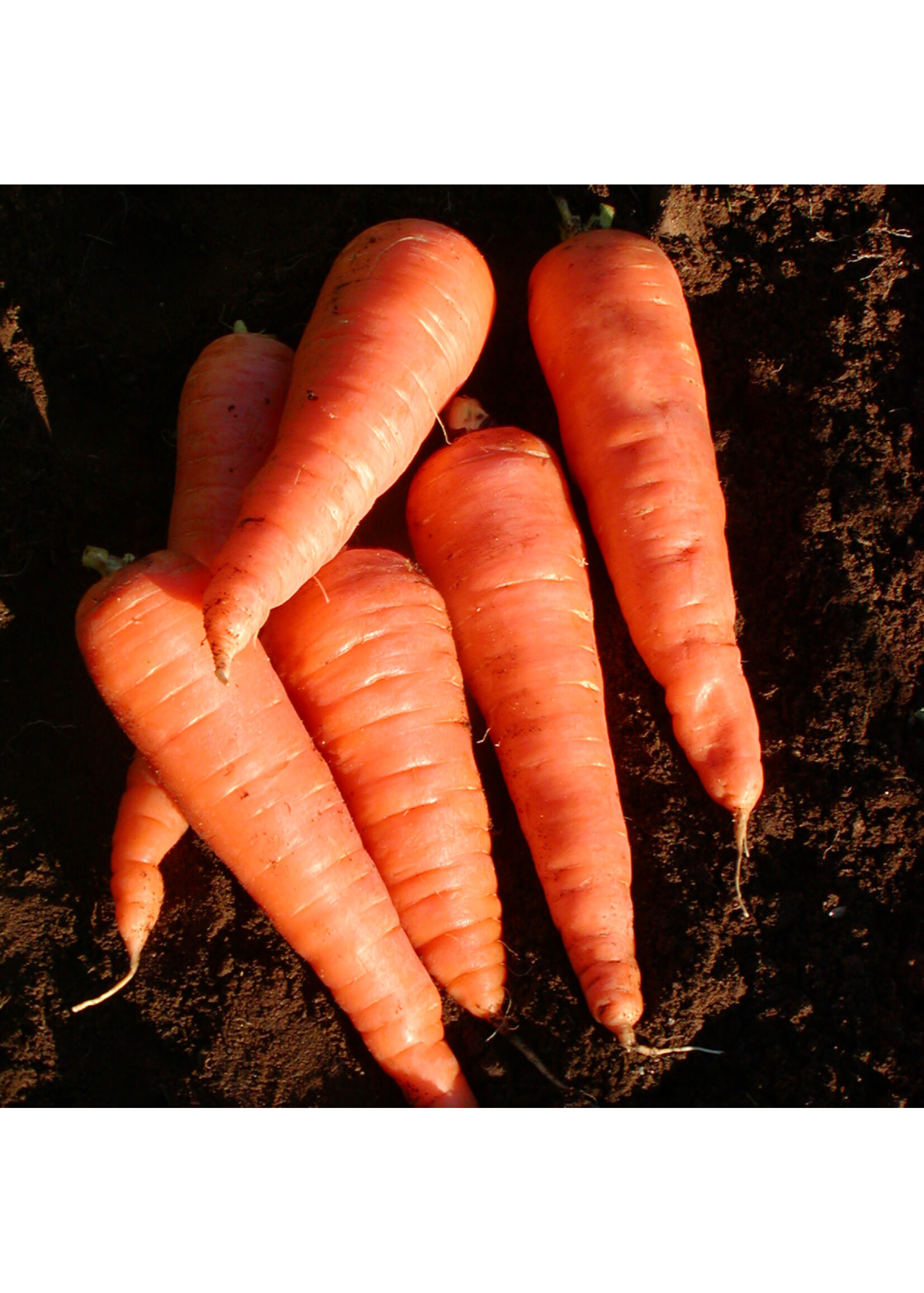 Les jardins de l'écoumène Carotte Red Cored Chantenay – Bio (800 semences)