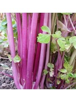 Les jardins de l'écoumène Céleri Chinese Pink – Bio (250 semences)