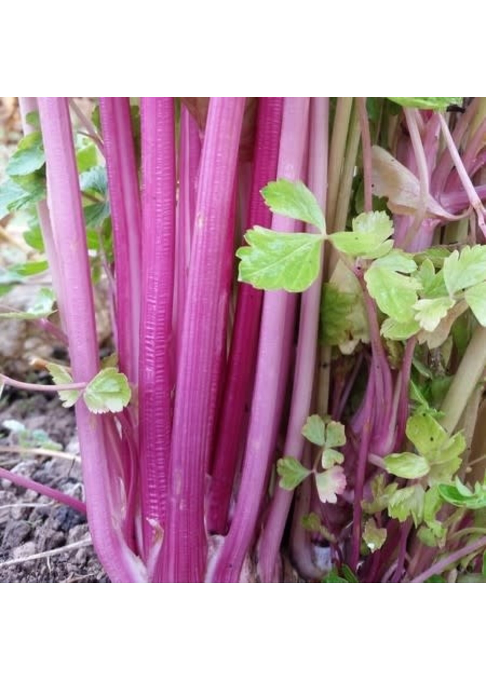 Les jardins de l'écoumène Céleri Chinese Pink – Bio (250 semences)