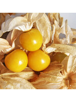 Les jardins de l'écoumène Cerise de terre Géante – Bio (25 semences)