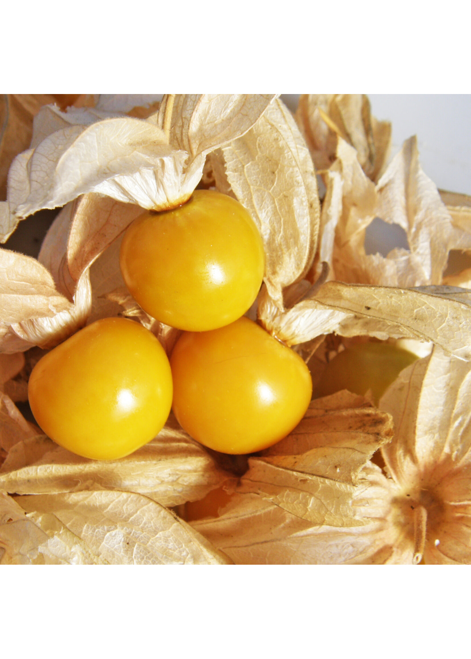 Les jardins de l'écoumène Cerise de terre Géante – Bio (25 semences)