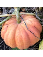 Les jardins de l'écoumène Citrouille Moranga – Bio (20 semences)