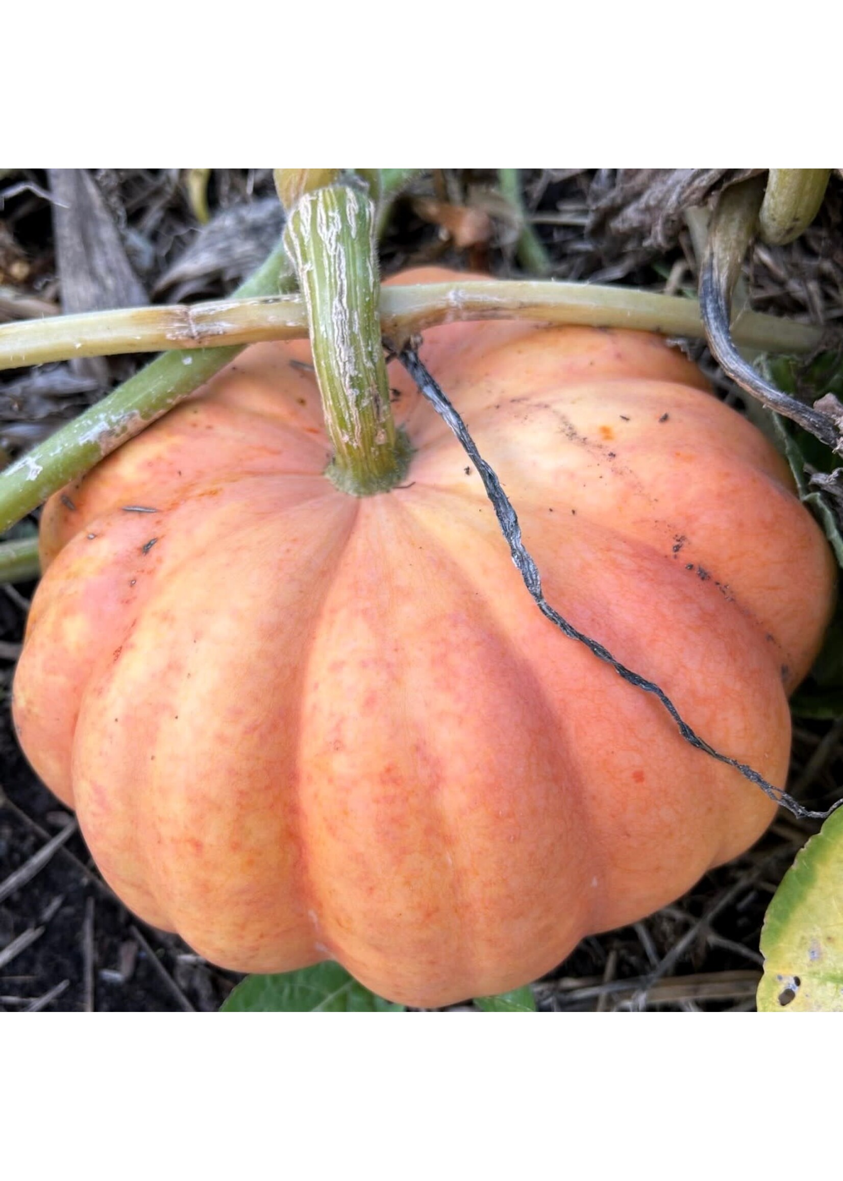 Les jardins de l'écoumène Citrouille Moranga – Bio (20 semences)