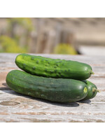 Les jardins de l'écoumène Concombre à cornichon Early Russian – Bio