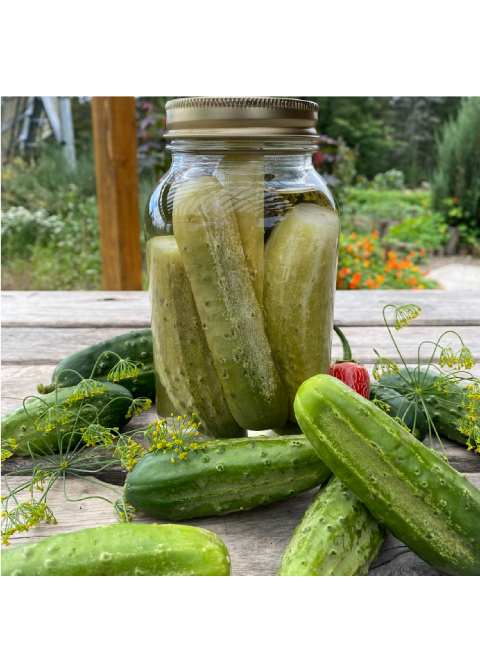 Les jardins de l'écoumène Concombre à cornichon National Pickling – Bio (25 semences)