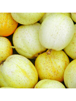 Les jardins de l'écoumène Concombre Citron – Bio, (30 semences)