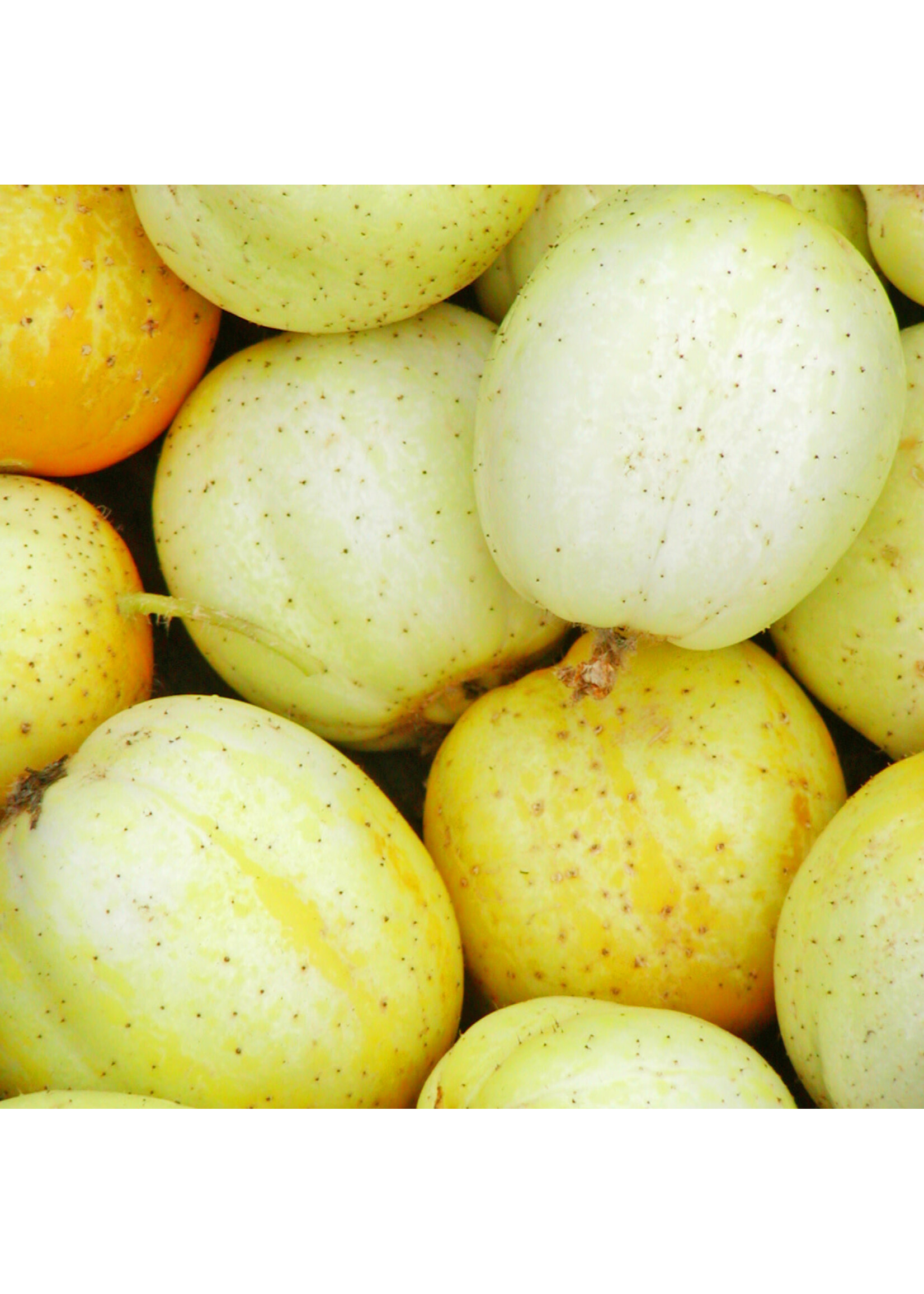 Les jardins de l'écoumène Concombre Citron – Bio, (30 semences)