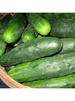 Les jardins de l'écoumène Concombre Marketmore 76 – Bio, (35 semences)
