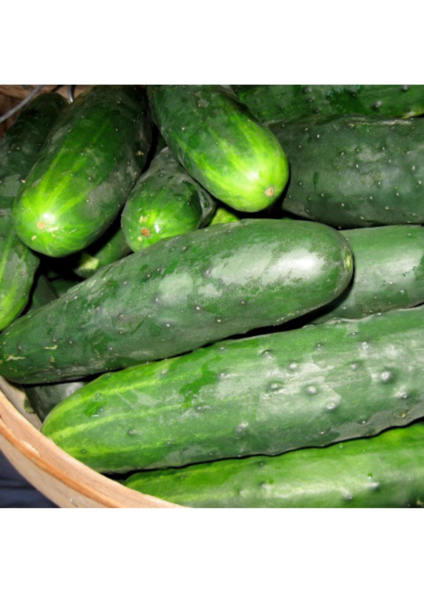 Les jardins de l'écoumène Concombre Marketmore 76 – Bio, (35 semences)