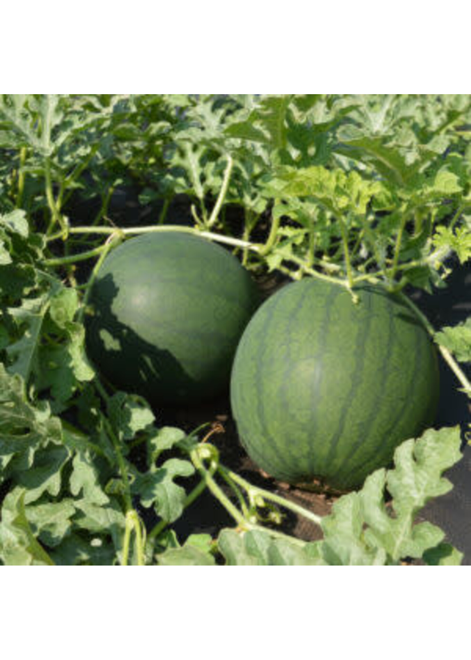 Les jardins de l'écoumène Melon d’eau Blacktail Mountain – Bio, (25 semences)