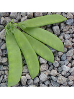 Les jardins de l'écoumène Pois Oregon Sugar Pod – Bio (50 semences)