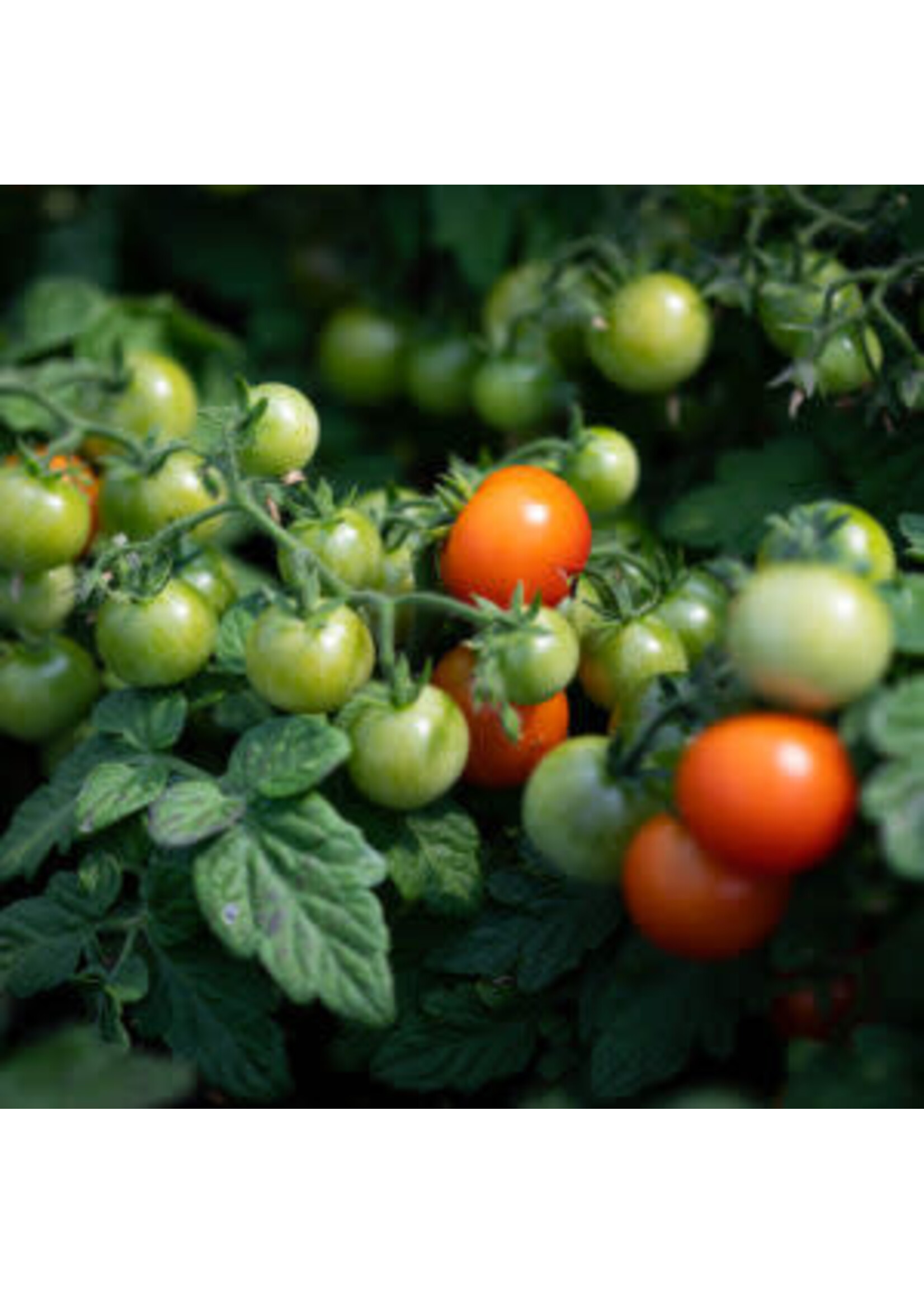 Les jardins de l'écoumène Tomate cerise Red Robin– Bio, (20 semences)