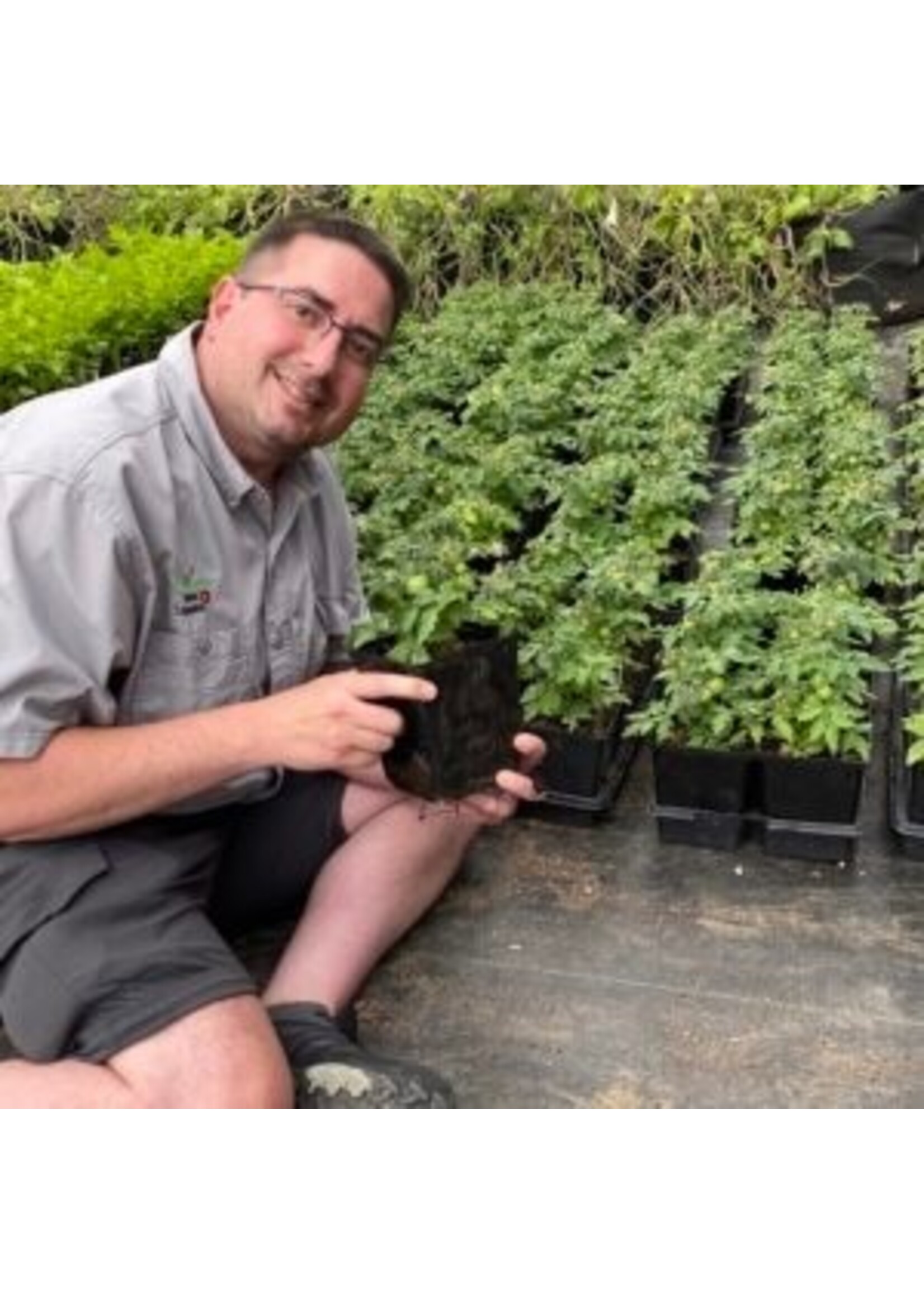 Les jardins de l'écoumène Tomate cerise Red Robin– Bio, (20 semences)