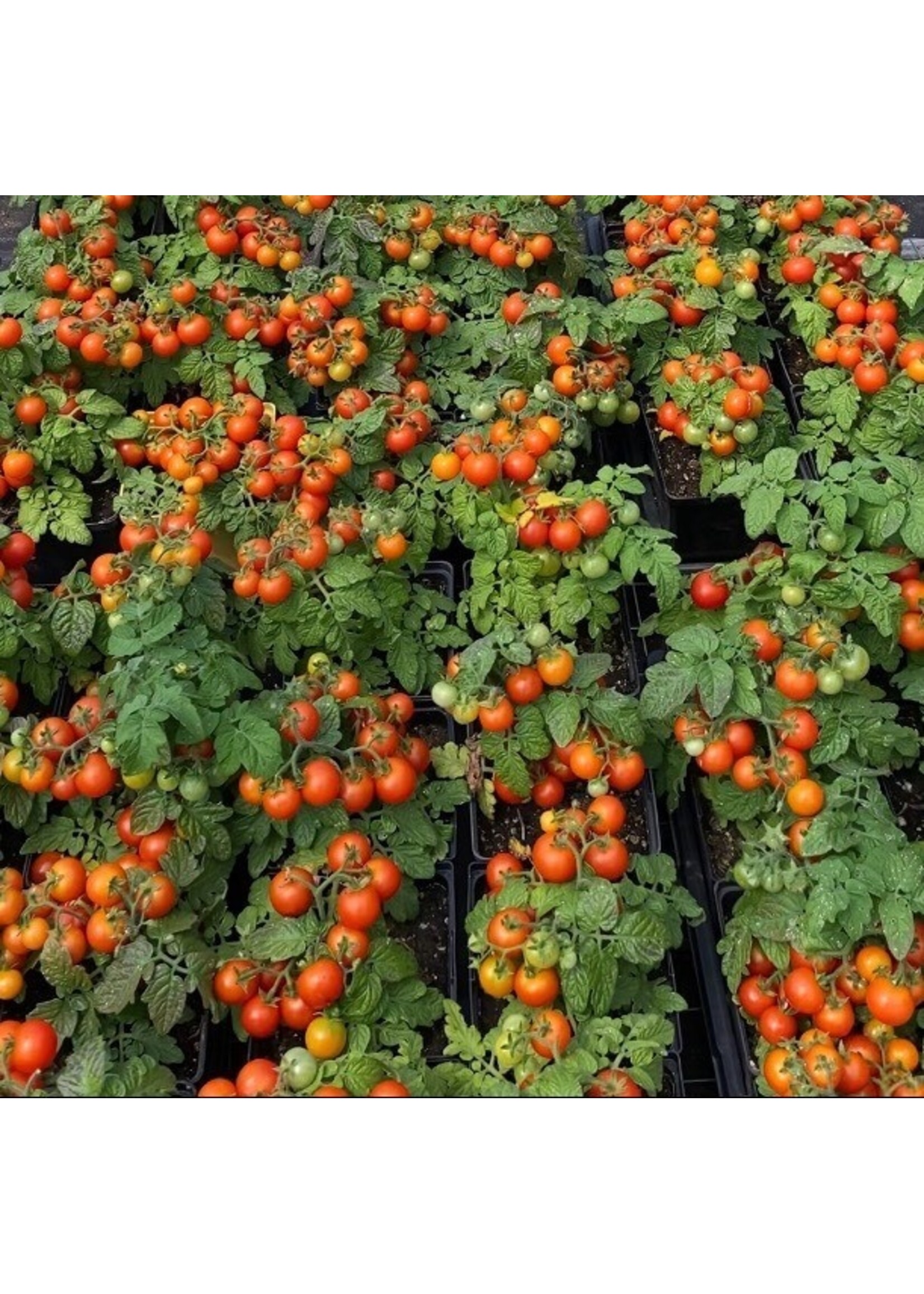 Les jardins de l'écoumène Tomate cerise Red Robin– Bio, (20 semences)