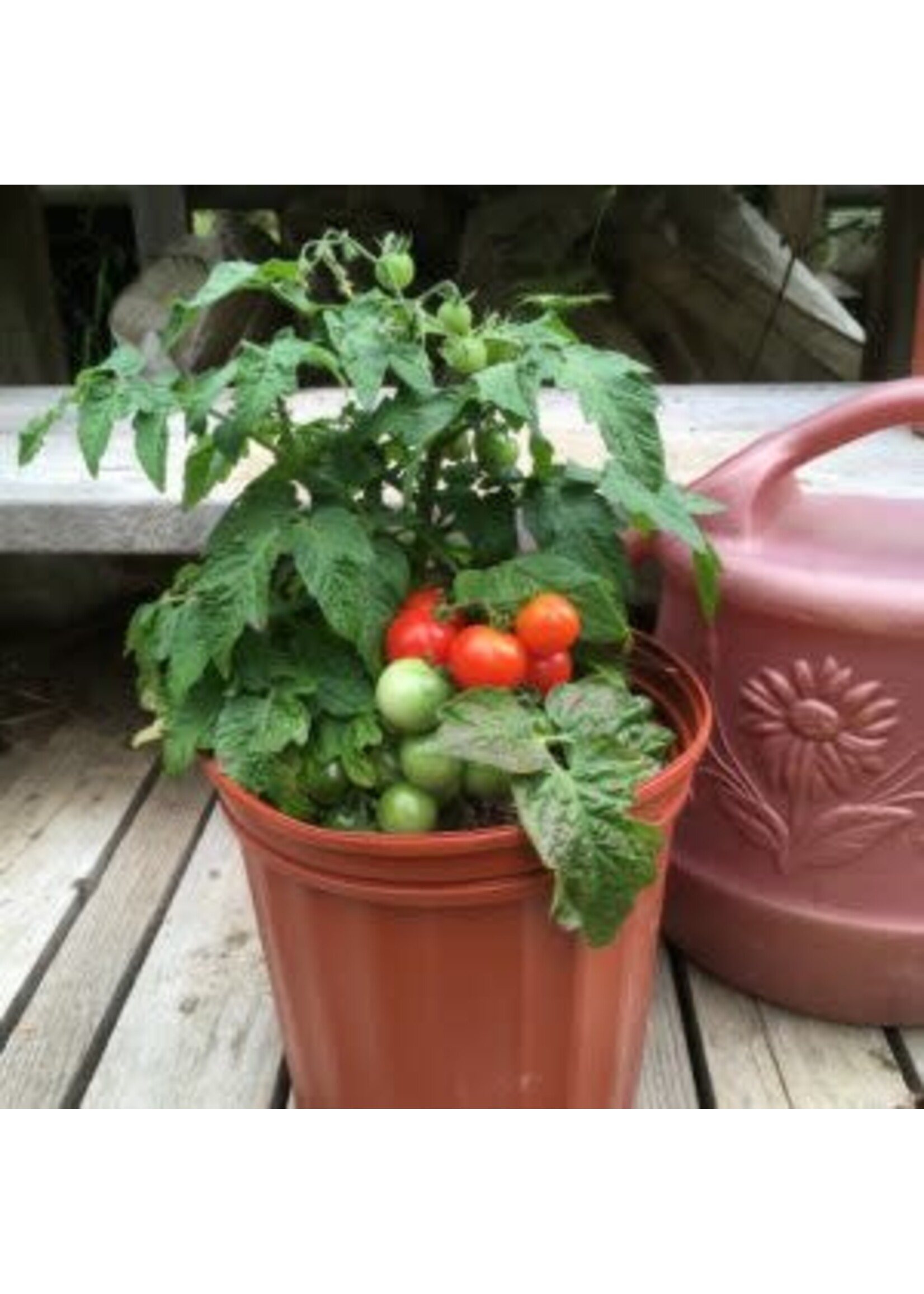 Les jardins de l'écoumène Tomate cerise Red Robin– Bio, (20 semences)