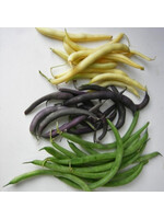 Les jardins de l'écoumène Haricot nain en mélange – Bio, (40 semences)